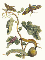 Merian, Maria Sibylla - Figuier d'Amerique. Aus dem Buch Metamorphosis insectorum Surinamensium (Verwandlung der surinamischen Insekten)
