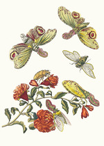 Merian, Maria Sibylla - Grenadier. Aus dem Buch Metamorphosis insectorum Surinamensium (Verwandlung der surinamischen Insekten)