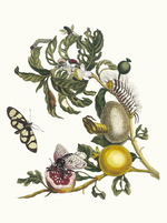 Merian, Maria Sibylla - Guajaves. Aus dem Buch Metamorphosis insectorum Surinamensium (Verwandlung der surinamischen Insekten)