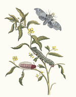 Merian, Maria Sibylla - Ludwigia octovalvis. Aus dem Buch Metamorphosis insectorum Surinamensium (Verwandlung der surinamischen Insekten)