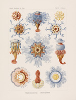 Haeckel, Ernst - Kunstformen der Natur