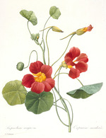 Redouté, Pierre-Joseph - Tropaeolum majus (Große Kapuzinerkresse)