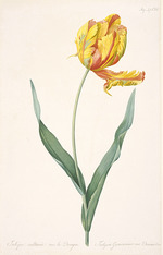 Redouté, Pierre-Joseph - Tulipa Gesneriana var. Dracontia (Papagei-Tulpe)