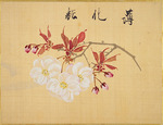Sakamoto, Konen - Aus dem Sakura-Skizzenbuch (Kirschblüten)