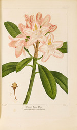 Bessa, Pancrace - Aus Histoire des Arbes Forestiers de l'Amérique Septentrionale von François André Michaux