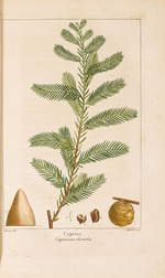 Bessa, Pancrace - Aus Histoire des Arbes Forestiers de l'Amérique Septentrionale von François André Michaux