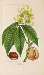 Bessa, Pancrace - Aus Histoire des Arbes Forestiers de l'Amérique Septentrionale von François André Michaux