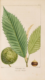 Bessa, Pancrace - Aus Histoire des Arbes Forestiers de l'Amérique Septentrionale von François André Michaux