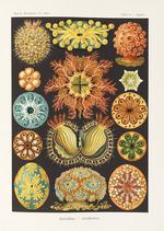 Haeckel, Ernst - Kunstformen der Natur