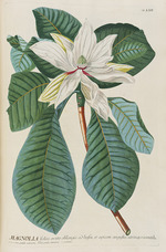 Ehret, Georg Dionys - Plantae selectae von Christoph Jakob Trew