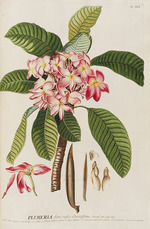 Ehret, Georg Dionys - Plantae selectae von Christoph Jakob Trew