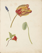 Fosie, Johanna Marie - Studie einer Tulpe und anderen Blumen