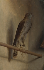 De' Barbari, Jacopo - A Sparrowhawk