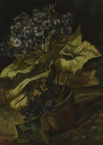 Gogh, Vincent, van - Cineraria