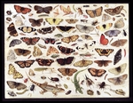 Kessel, Jan van, the Elder - Study of butterflies and other insects
