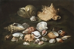Porpora, Paolo - Still life with shells