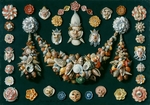 Kessel, Jan van, the Elder - Festoons, masks and rosettes made of shells