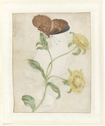Merian, Maria Sibylla - Butterfly on the bud of a plant with yellow flowers