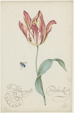 Ast, Balthasar, van der - Study of a tulip (Admiral Pottebacker) and a fly