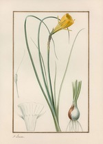 Bessa, Pancrace - Petticoat daffodil (Narcissus bulbocodium)