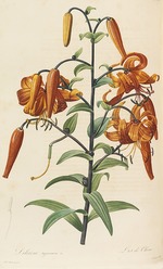 Redouté, Pierre-Joseph - Les liliacées