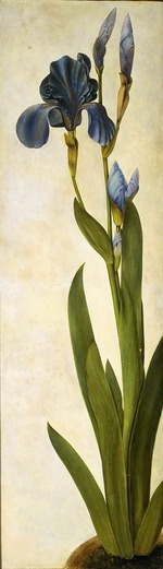 Dürer, Albrecht - Iris troiana