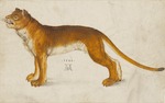 Dürer, Albrecht - Lioness