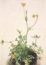Dürer, Albrecht - Buttercups, Red Clover and Plantain