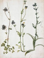 Dürer, Albrecht - Akelei, Stiefmütterchen und Ochsenzunge