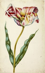 Braun, Johann Bartholomäus - Tulip