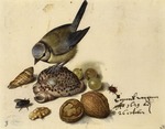 Flegel, Georg - Still Life with Blue Tit, Shells, Fruits and Insects