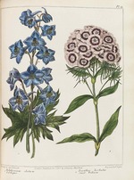 Edwards, Sydenham Teast - Illustration from Practical Gardening by Alexander McDonald