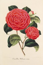 Verschaffelt, Ambroise Alexandre - Nouvelle iconographie des Camellias