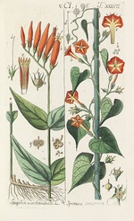 Schkuhr, Christian - Botanisches Handbuch