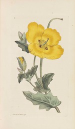 Sowerby, James - English Botany