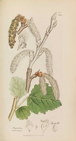 Sowerby, James - English Botany