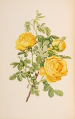 Parsons, Alfred William - Illustration from The genus rosa by Ellen Willmott