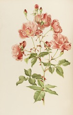 Parsons, Alfred William - Illustration from The genus rosa by Ellen Willmott