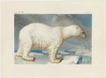 Maréchal, Nicolas - Polar bear