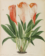 Pannemaeker, Pieter Joseph de - Originaux de publications d´horticulture et d´arboriculture