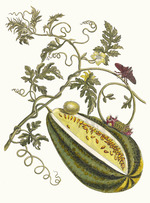 Merian, Maria Sibylla - Melon d'Eau. From the Book Metamorphosis insectorum Surinamensium