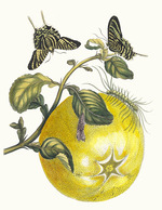 Merian, Maria Sibylla - Pompelmous. From the Book Metamorphosis insectorum Surinamensium