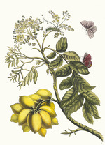 Merian, Maria Sibylla - Prunier d'Amerique. From the Book Metamorphosis insectorum Surinamensium