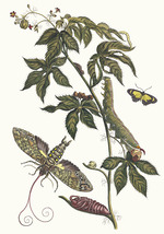 Merian, Maria Sibylla - Ricinus d'Amerique. From the Book Metamorphosis insectorum Surinamensium