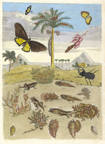 Merian, Maria Sibylla - Stag beetle, Amphibians, and Palm trees. From the Book Metamorphosis insectorum Surinamensium