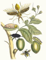 Merian, Maria Sibylla - Tabrouba. From the Book Metamorphosis insectorum Surinamensium
