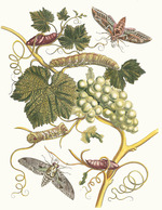 Merian, Maria Sibylla - Vigne blanche d'Amerique. From the Book Metamorphosis insectorum Surinamensium