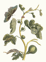 Merian, Maria Sibylla - White Guava. From the Book Metamorphosis insectorum Surinamensium