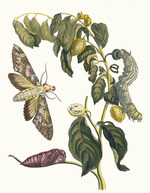 Merian, Maria Sibylla - Zursak. From the Book Metamorphosis insectorum Surinamensium