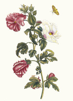 Merian, Maria Sibylla - Althea. From the Book Metamorphosis insectorum Surinamensium